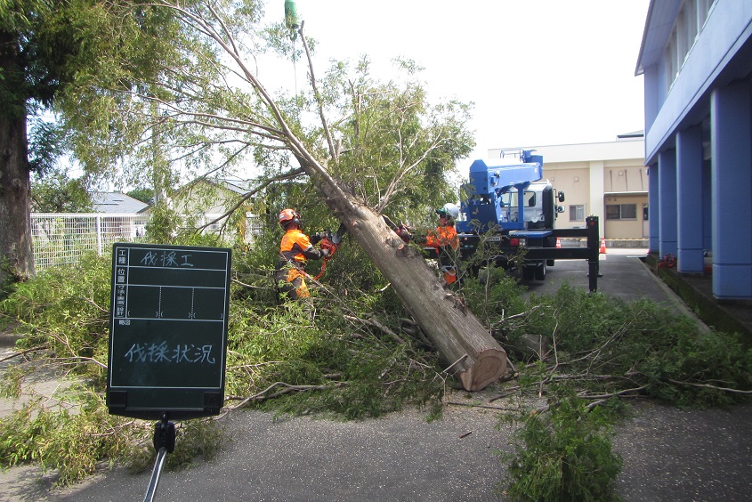 伐採作業の様子1