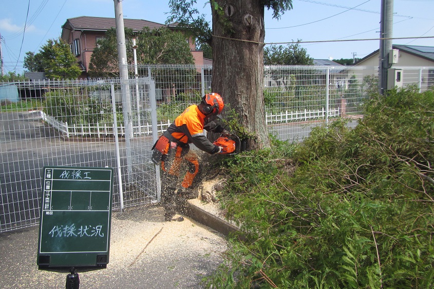 伐採作業の様子2