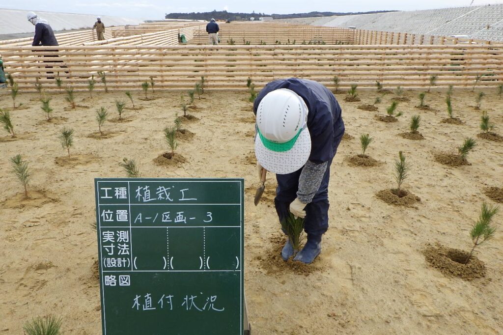 マツ苗植栽