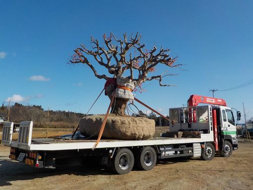 もみじを載せたトラックの写真