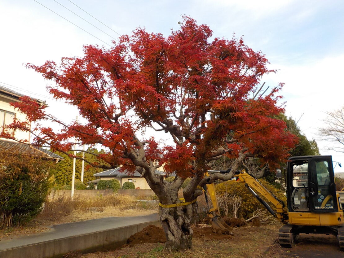 紅葉したもみじ