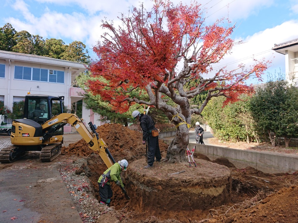 もみじを移植する作業1