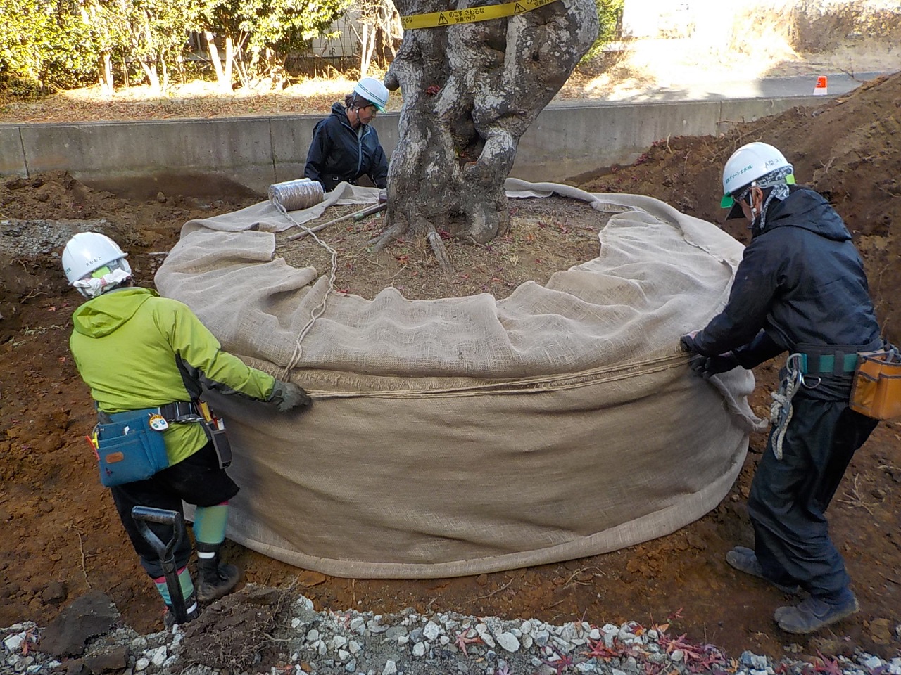 もみじの根巻きの様子1
