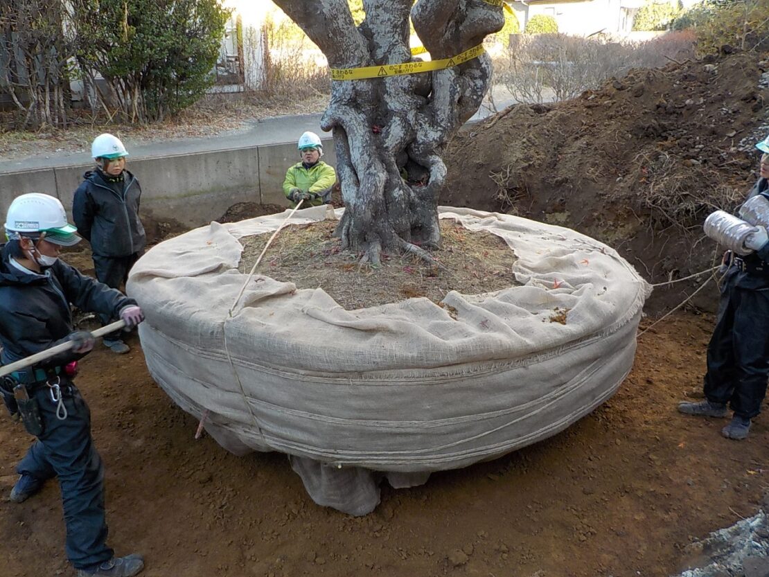 もみじの根巻きの様子3