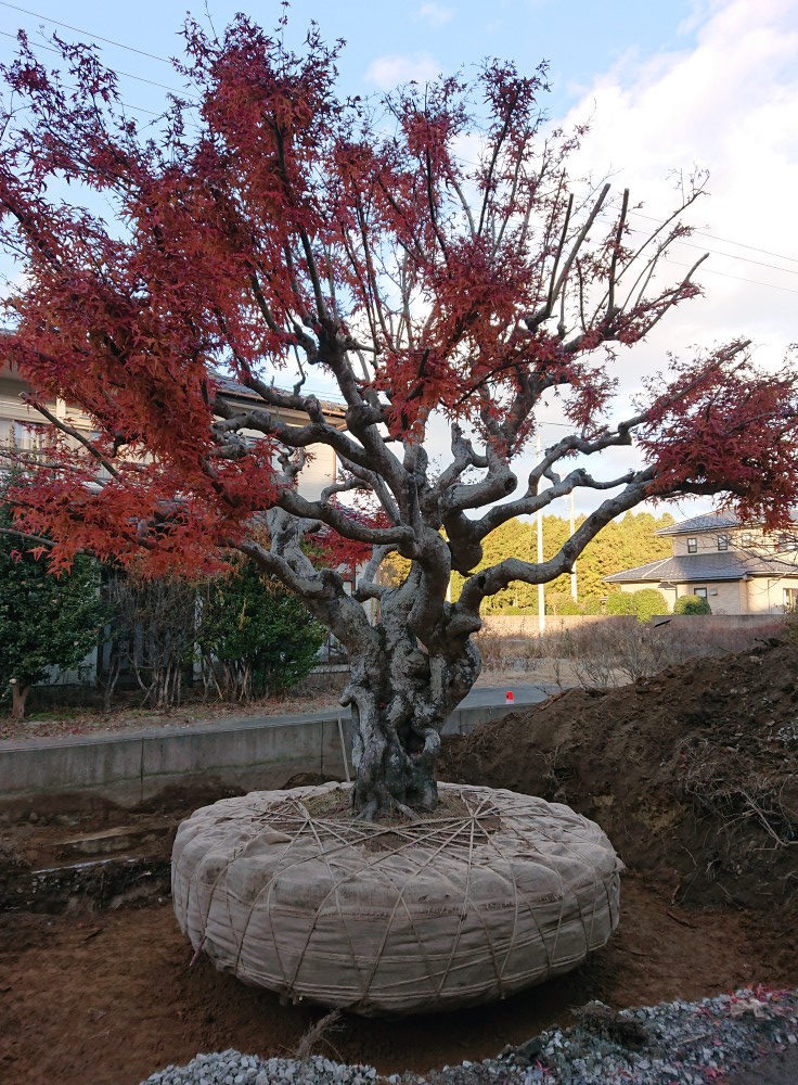 もみじの根巻きの様子45