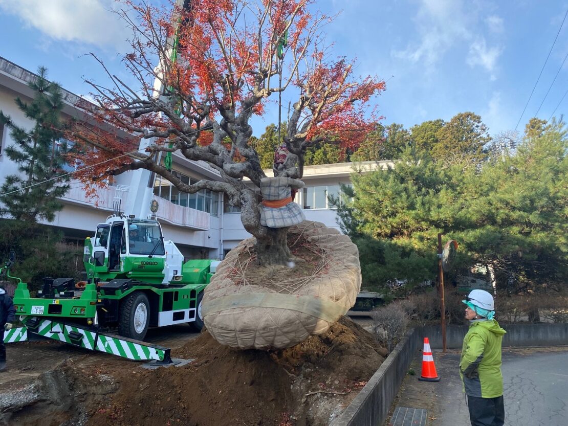 もみじを運ぶ様子1