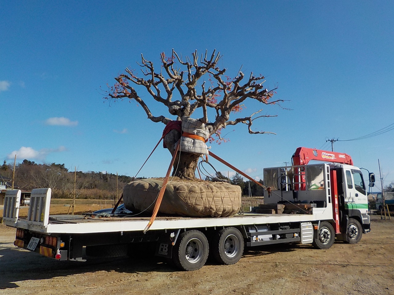 もみじをトラックで運ぶ様子