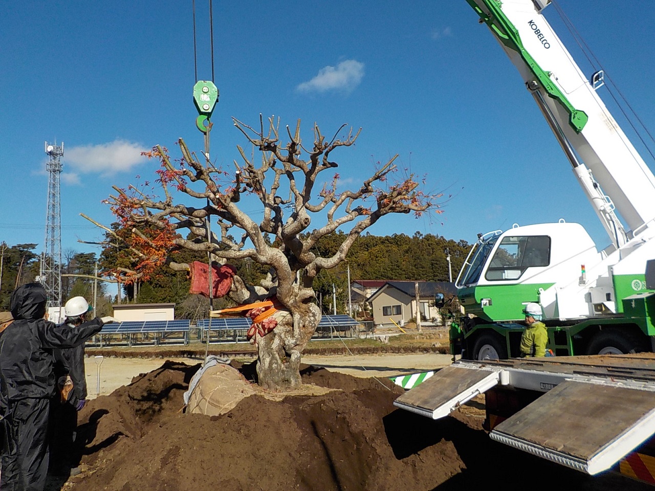 もみじをクレーンでつる様子