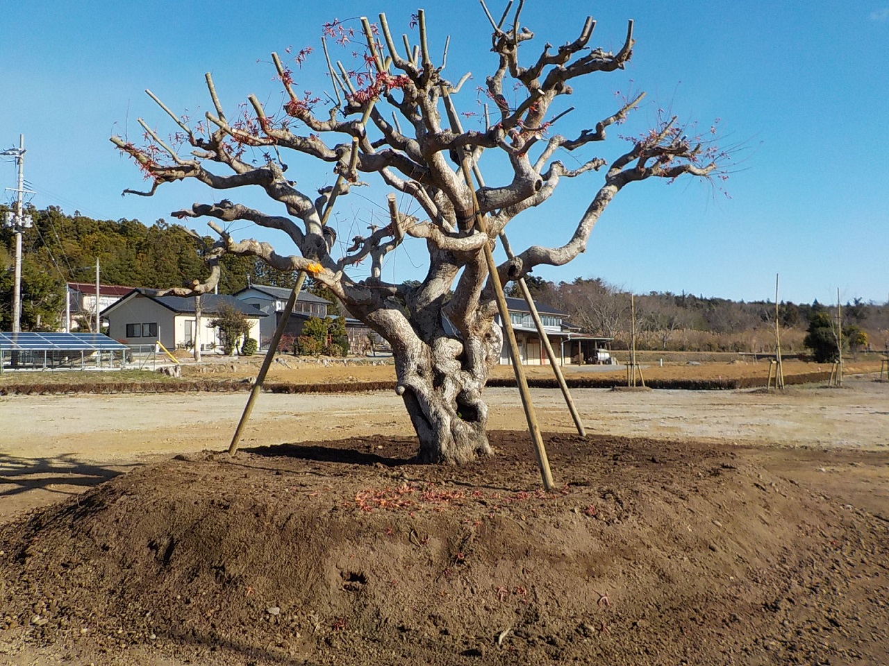 移植完了時の様子