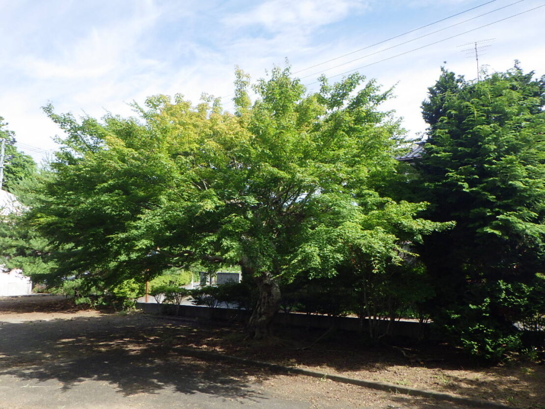 グリーンシーズンのもみじ